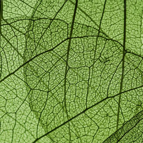 UNA NATURALITÀ RINFORZATA